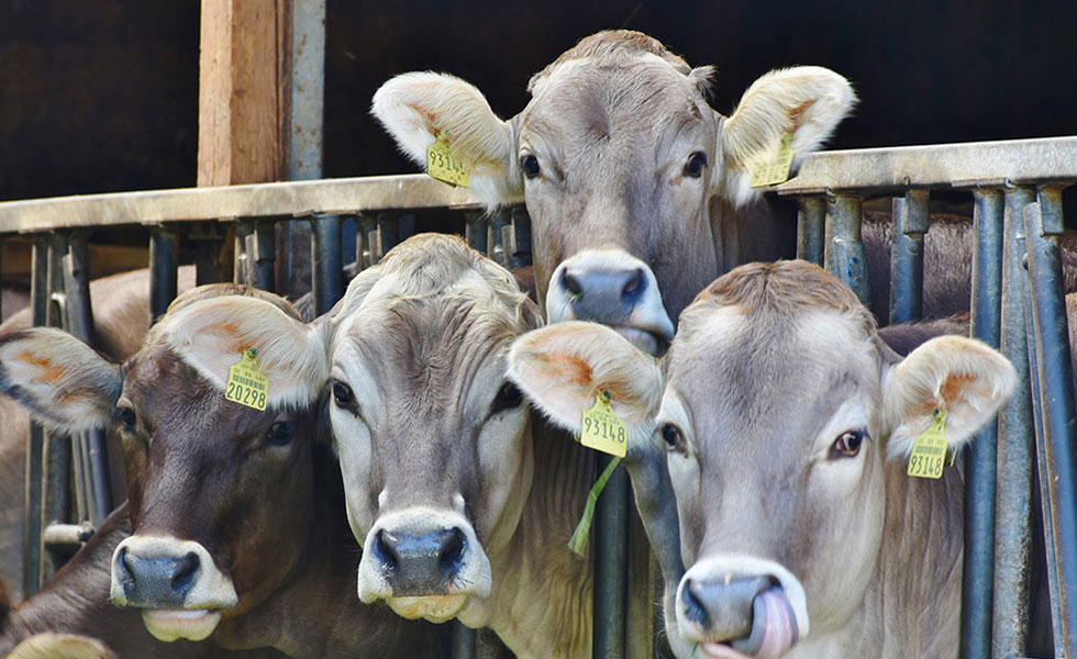 Taskforce Toekomstbestendige Stallen